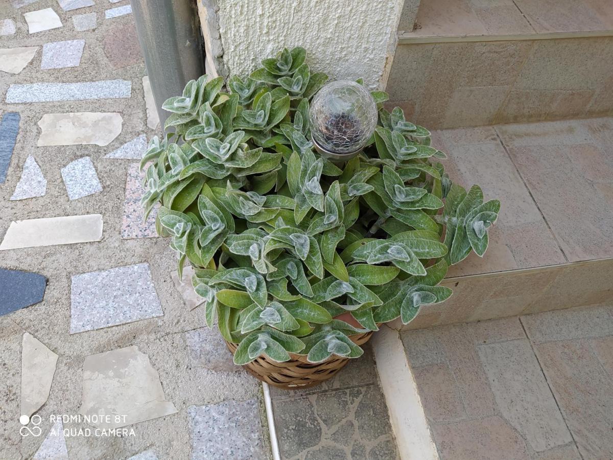 Apartments Ante Tribalj المظهر الخارجي الصورة